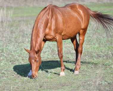 Gündüzün erken saatlerinde çiftlikteki atlar