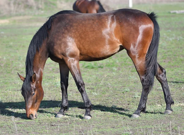 Koně Farmě Začátkem Jara Dne — Stock fotografie