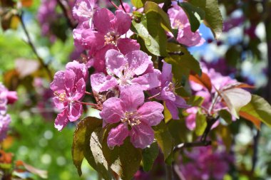 Bahar günü yağmurdan sonra elma rengi pembe