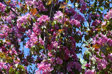 Bahar günü yağmurdan sonra elma rengi pembe
