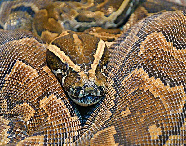 Python Hiéroglyphique Python Rocheux Lat Python Sebae Est Très Gros — Photo