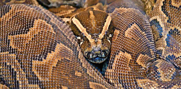 Ιερογλυφικός Πύθωνας Πέτρινος Πύθωνας Lat Python Sebae Είναι Ένα Πολύ — Φωτογραφία Αρχείου