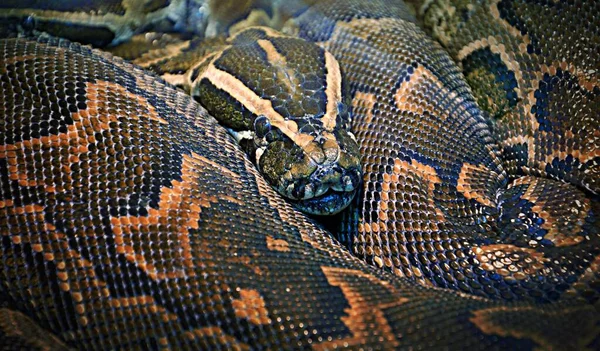 Python Hieroglífico Python Rock Lat Python Sebae Uma Cobra Não — Fotografia de Stock