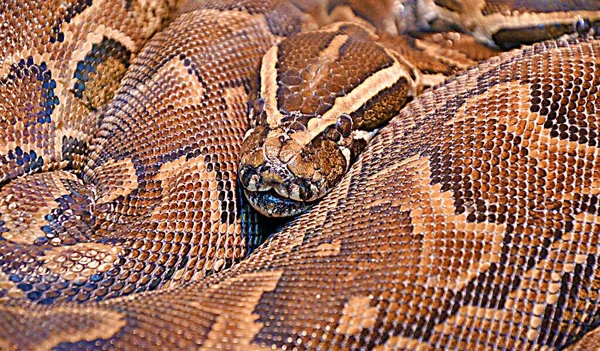 Python Hieroglífico Python Rock Lat Python Sebae Uma Cobra Não — Fotografia de Stock