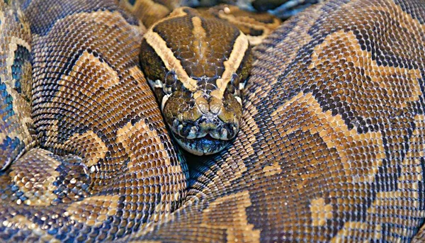 Python Hieroglífico Python Rock Lat Python Sebae Uma Cobra Não — Fotografia de Stock