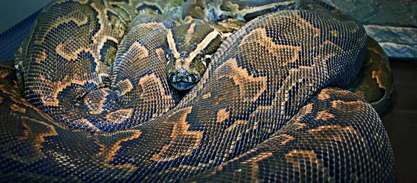 Python Hiéroglyphique Python Rocheux Lat Python Sebae Est Très Gros — Photo