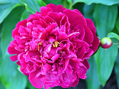 Yaz bahçesinde güpegündüz kırmızı şakayık çiçeği