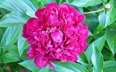 Yaz bahçesinde güpegündüz kırmızı şakayık çiçeği