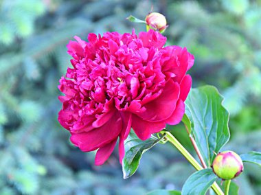 Yaz bahçesinde güpegündüz kırmızı şakayık çiçeği