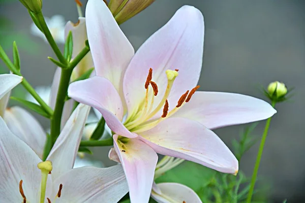 Bílá Zahradní Lilie Letní Zahradě Dne — Stock fotografie