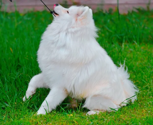 犬の品種サモイドまたはサモイド犬 サモイド ハスキー サモイド スピッツ夏の日に散歩 — ストック写真