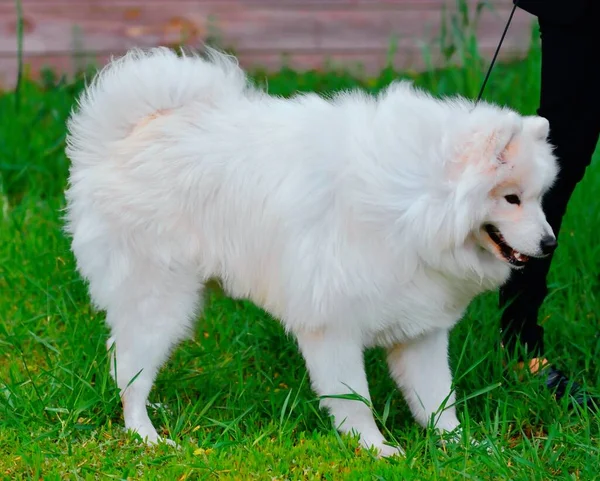 Kutya Fajta Samoyed Vagy Samoyed Kutya Samoyed Husky Samoyed Spitz — Stock Fotó