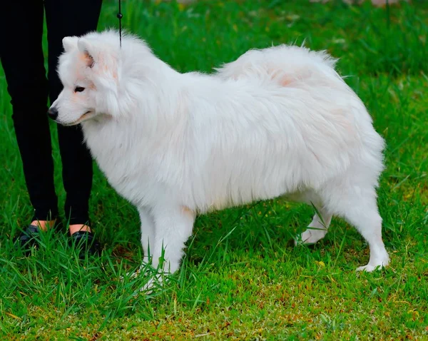 犬の品種サモイドまたはサモイド犬 サモイド ハスキー サモイド スピッツ夏の日に散歩 — ストック写真