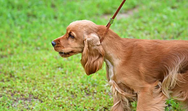 Порода Собак Английский Кокер Спаниель Порода Охотничьих Собак Прогулке Летний — стоковое фото