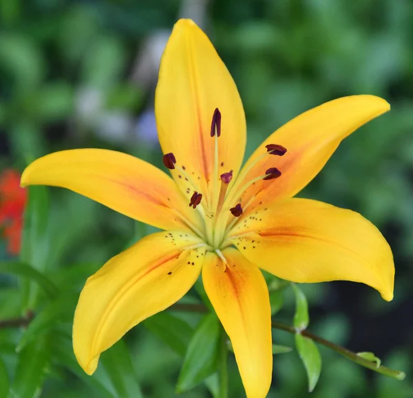 Lily Lat Lilium Lilley Bir Bitki Cinsidir Lat Liliaceae Sarı — Stok fotoğraf