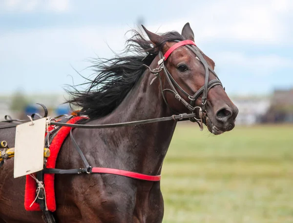 Cheval Course Sur Hippodrome Participe Course Aux Prix — Photo