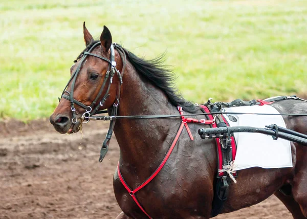 Cheval Course Sur Hippodrome Participe Course Aux Prix — Photo