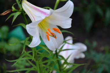 Lily (Lat. Lilium) Lilley 'de bir bitki cinsidir (Lat. Liliaceae) Beyaz yaz bahçesinde