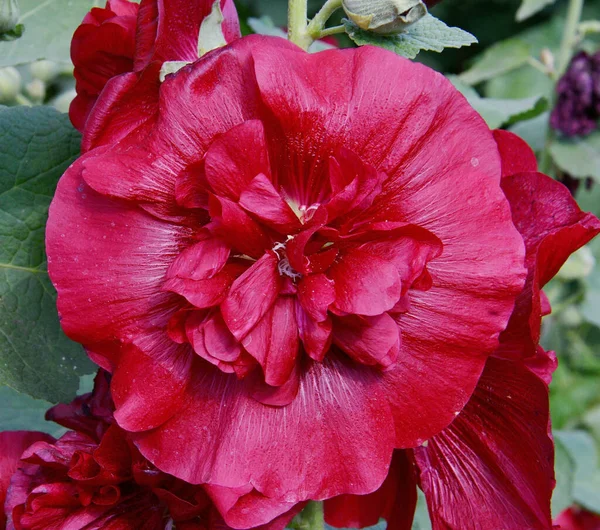 夏天花园里的Malva Terry红花 — 图库照片