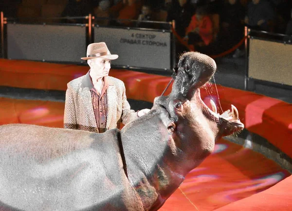 Orenburg Russia October 2019 Trainer Hippopotamus Circus Aren — Stock Photo, Image
