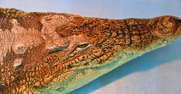 나일악어 Lat 크로코딜 Crocodylus Niloticusis 악어의 파충류 — 스톡 사진