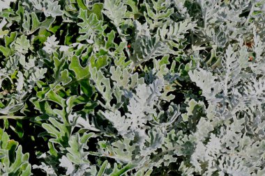 Sinerarya denizcilik, ya da sonbahar bahçesindeki 