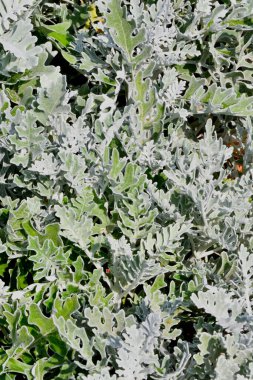 Sinerarya denizcilik, ya da sonbahar bahçesindeki 