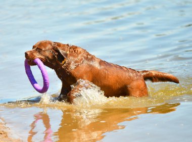 Köpek yetiştiricisi Labrador Retriever yaz sabahı nehir kenarında yürüyüşe çıktı.