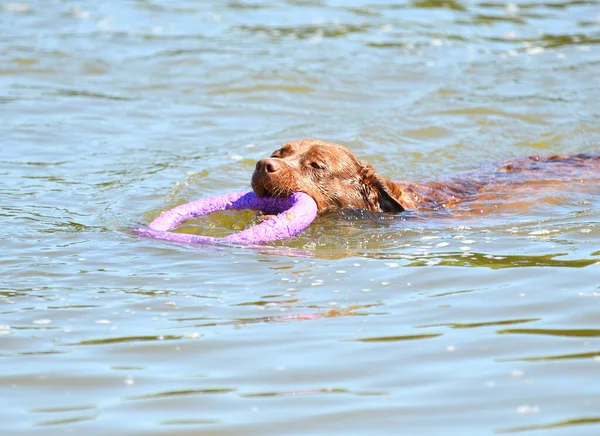 Kutyafajta Labrador Retriever Egy Séta Folyó Nyári Reggel — Stock Fotó