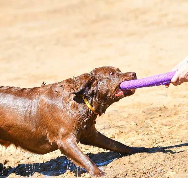 犬の品種ラブラドール夏の朝に川沿いの散歩に取得します — ストック写真