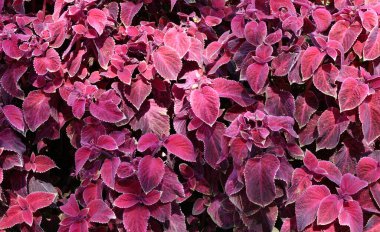 Lamiaceae familyasındaki Evergreen bitkilerinin Coleus cinsi.