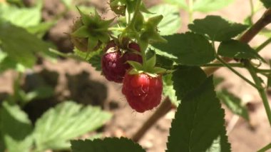 Yaz bahçesinde kırmızı ahududu