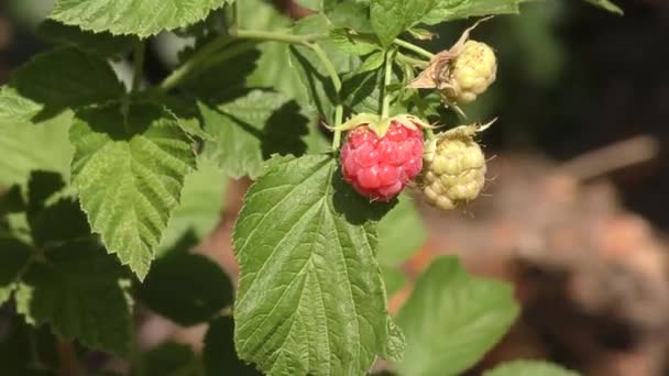Red Raspberry Berry Summer Garden — Stock Video