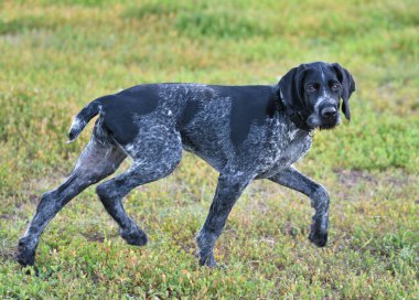 Alman kablosuz imleci veya Drahthaar (Deutsch Drahthaar, Deutscher Drahthaariger Vorstehhund) yürüyüş esnasında