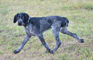 Alman kablosuz imleci veya Drahthaar (Deutsch Drahthaar, Deutscher Drahthaariger Vorstehhund) yürüyüş esnasında