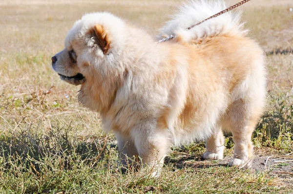 Cría Perros Chow Chow Paseo Día Verano —  Fotos de Stock