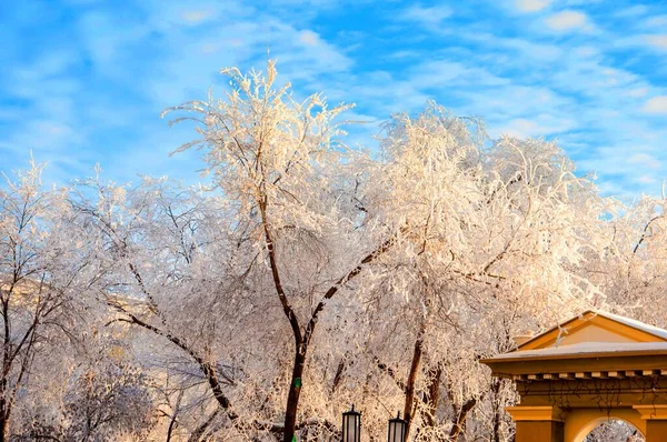 Stromy Zimě Jsou Pokryty Nadýchaným Sněhem — Stock fotografie
