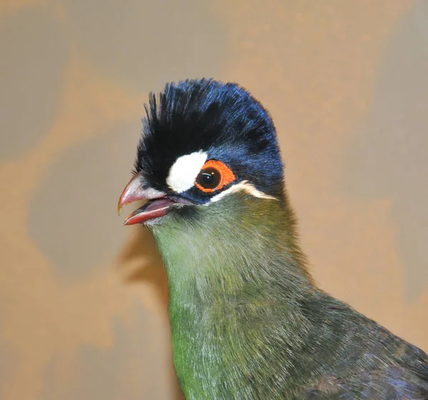 Madár Hartlaub Turaco Latin Tauraco Hartlaubi Blue Thodoco Tauraco Musophagidae — Stock Fotó