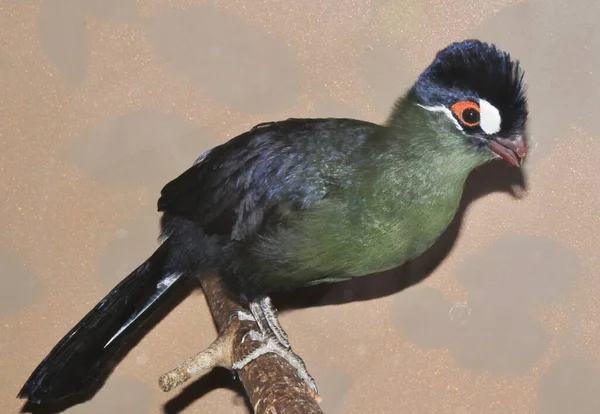 Bird Hartlaub Turaco Latin Tauraco Hartlaubi Blue Thodoco Tauraco Species — Stock Photo, Image