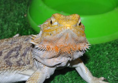 Sakallı agama (Latince. Pogona vittiseps) ya da sakallı kertenkele - agama familyasından bir kertenkele türü.