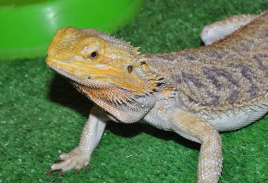 Sakallı agama (Latince. Pogona vittiseps) ya da sakallı kertenkele - agama familyasından bir kertenkele türü.