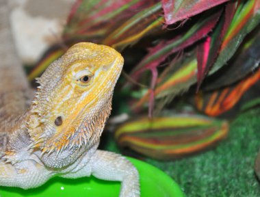 Sakallı agama (Latince. Pogona vittiseps) ya da sakallı kertenkele - agama familyasından bir kertenkele türü.