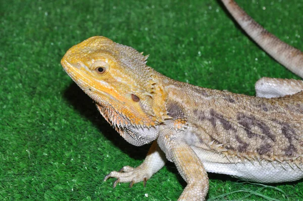 Agama Brodaty Łacina Pogona Vitticeps Lub Jaszczurka Brodaty Gatunek Jaszczurek — Zdjęcie stockowe