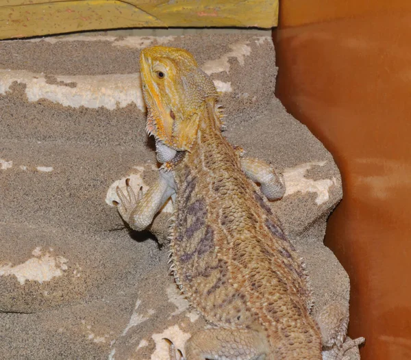 Agama Brodaty Łacina Pogona Vitticeps Lub Jaszczurka Brodaty Gatunek Jaszczurek — Zdjęcie stockowe