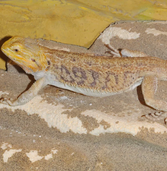 长胡子的阿伽玛 拉丁语 Pogona Vitticeps 或长胡子蜥蜴 Bearded Lizard 一种阿伽马族蜥蜴 — 图库照片