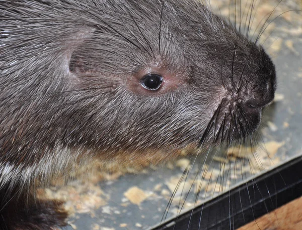 Porcupine Latin Hystrix Genus Rodents Porcupine Family Hystricidae — Stock Photo, Image