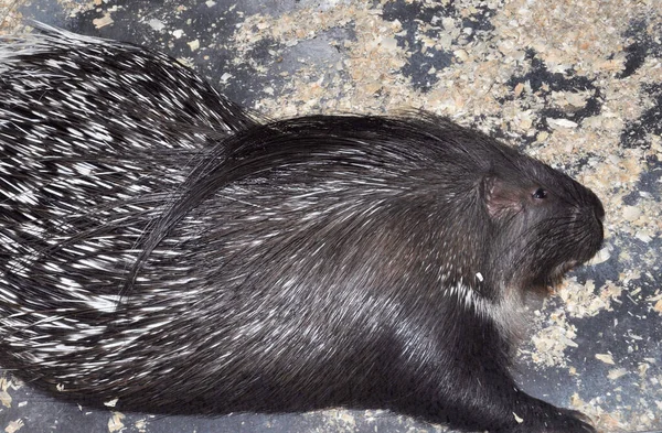 Porcupine Latin Hystrix Genus Rodents Porcupine Family Hystricidae — Stock Photo, Image