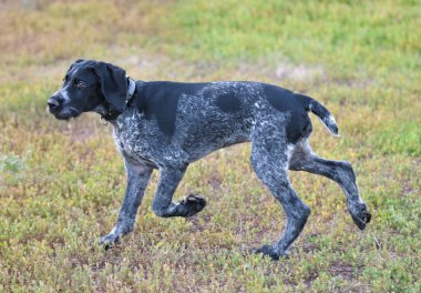 Alman kablosuz imleci veya Drahthaar (Deutsch Drahthaar, Deutscher Drahthaariger Vorstehhund) yürüyüş esnasında