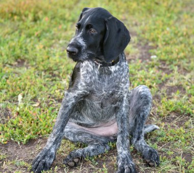 Alman kablosuz imleci veya Drahthaar (Deutsch Drahthaar, Deutscher Drahthaariger Vorstehhund) yürüyüş esnasında