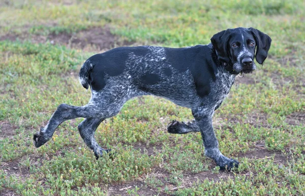 Německý Drátový Ukazatel Nebo Drahthaar Deutsch Drahthaar Deutscher Drahthaariger Vorstehhund — Stock fotografie